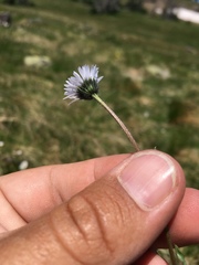 Erigeron melanocephalus