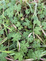 Geranium