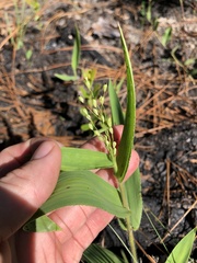 Dichanthelium ravenelii