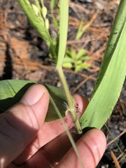 Dichanthelium ravenelii