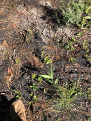 Dichanthelium ravenelii