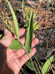 Dichanthelium ravenelii