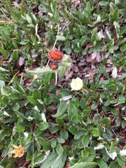 Tephroseris lindstroemii