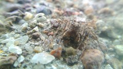 Hamataliwa grisea