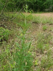 Eupatorium torreyanum