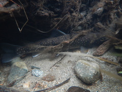 Salvelinus malma