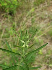 Eupatorium torreyanum