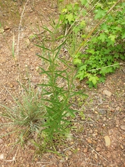 Eupatorium torreyanum