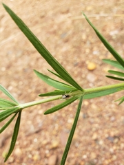 Eupatorium torreyanum