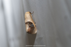 Miaromima cornucopia