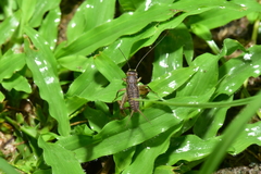 Velarifictorus aspersus