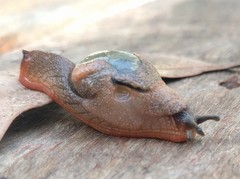 Stanisicarion freycineti