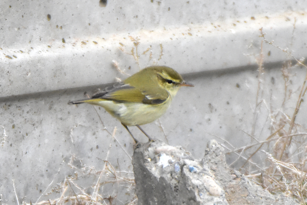 Phylloscopus trochiloides trochiloides
