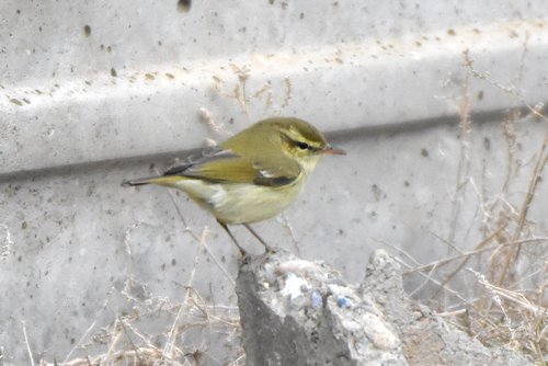Greenish Warbler