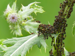 Dolichoderus plagiatus