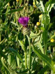 Centaurea napifolia
