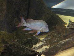 Geophagus altifrons