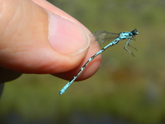 Coenagrion interrogatum