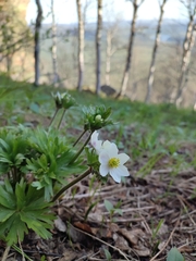 Anemonastrum biarmiense