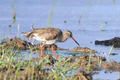 Tringa totanus ussuriensis