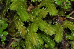 Schistochila nobilis