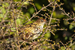 Poodytes punctatus punctatus