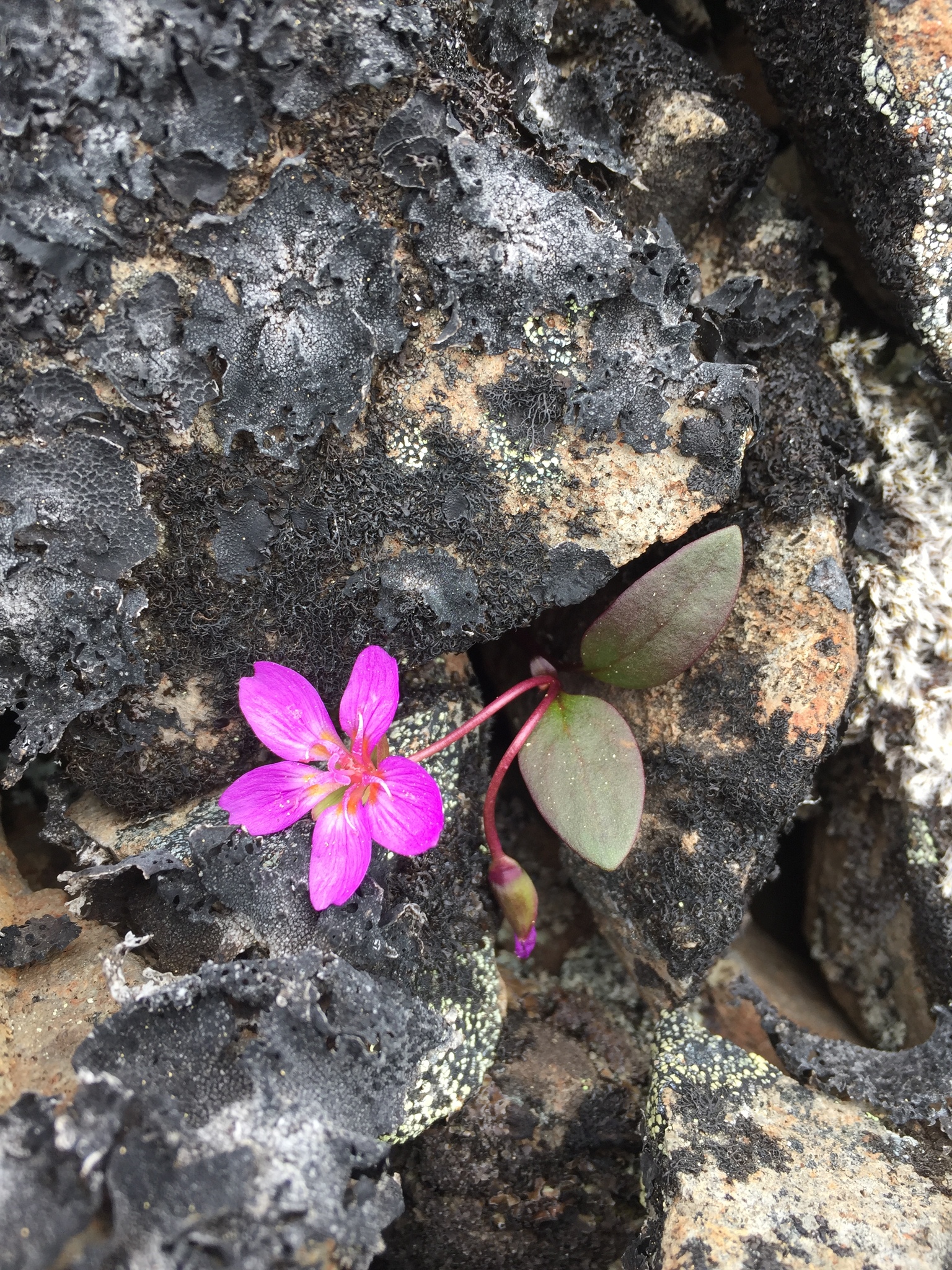 Claytonia ogilviensis