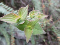 Salvia elegans