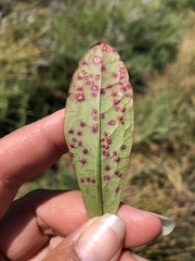 Uromyces rumicis