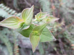 Salvia elegans
