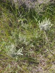 Artemisia tripartita
