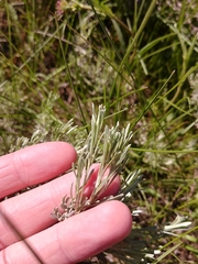 Artemisia tripartita
