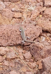 Aspidoscelis neomexicanus