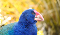 Porphyrio hochstetteri