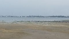 Phoenicopterus chilensis