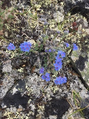 Eritrichium aretioides