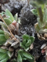 Eritrichium aretioides