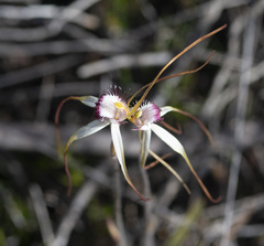 Caladenia heberleana