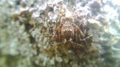 Hamataliwa grisea