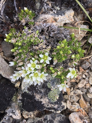 Minuartia macrocarpa iNat (2)