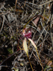 Caladenia heberleana