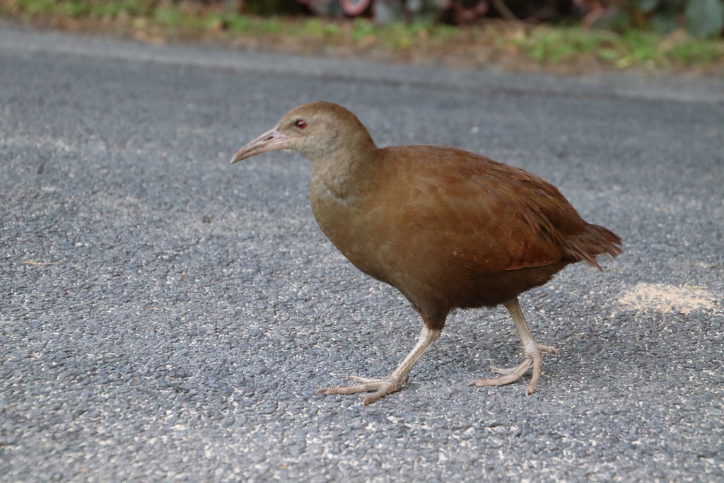 Lord Howe Woodhen