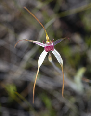 Caladenia heberleana