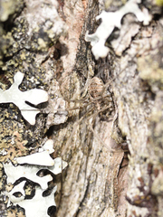 Rilaena triangularis