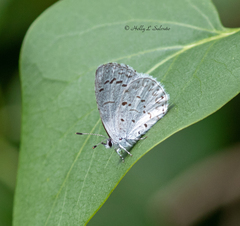 Celastrina serotina
