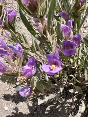 Penstemon janishiae