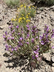 Penstemon janishiae