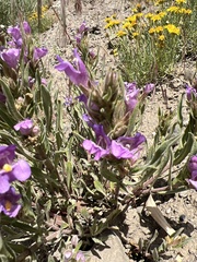 Penstemon janishiae
