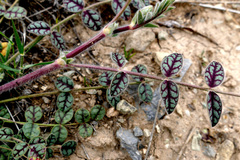 Onobrychis mazanderanica