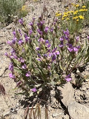 Penstemon janishiae